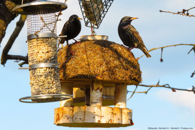 Vögel im Winter richtig füttern