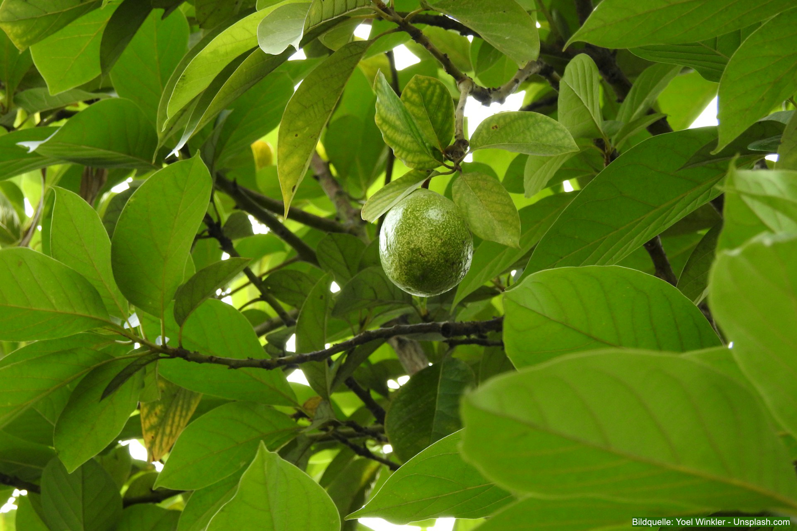 Walnussbaum-Steckbrief-Walnuss-Wuchs