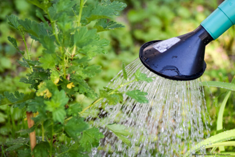Wassersparen im Sommer: Umweltfreundliche Maßnahmen für einen blühenden Garten