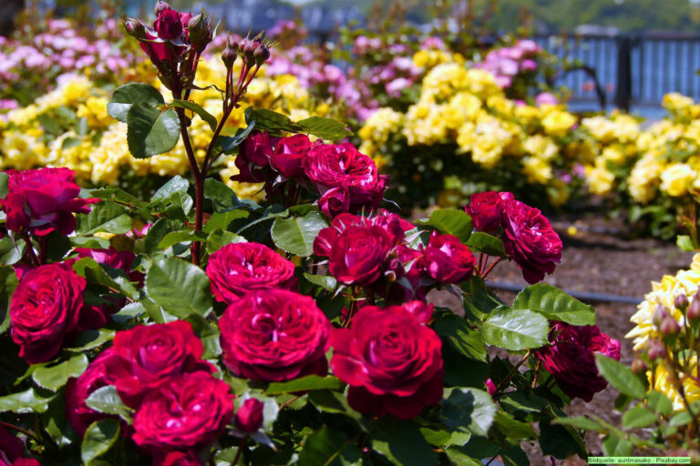 Welche Rosengruppen es gibt und was sie unterscheidet