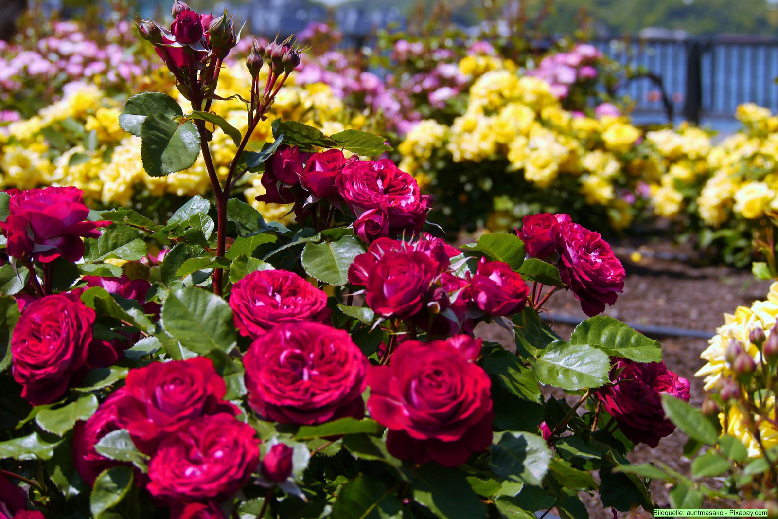 Welche Rosengruppen es gibt und was sie unterscheidet