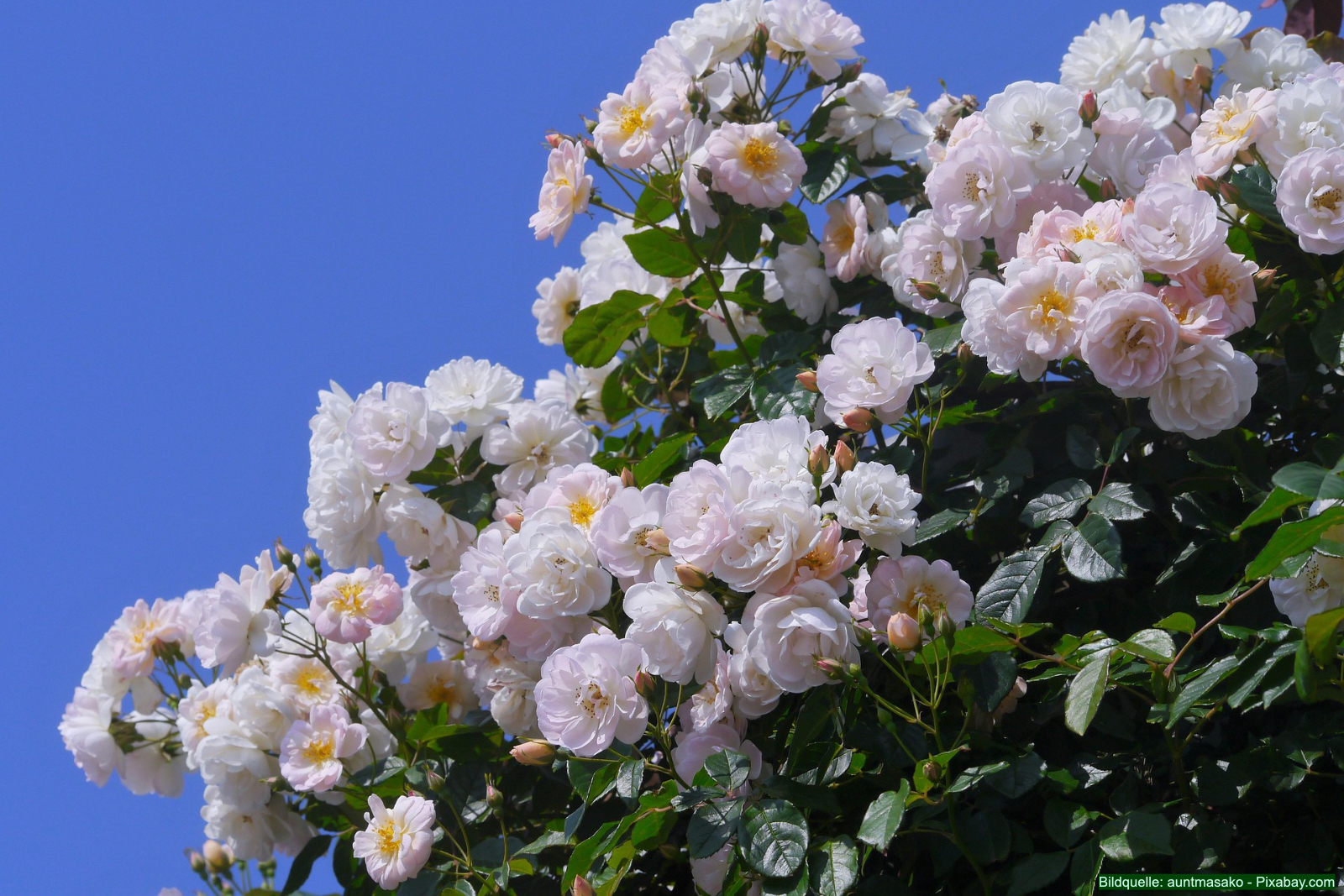 Die wichtigsten Rosenklassen und Rosengruppen im Überblick