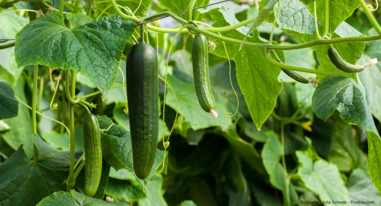 Gurken pflanzen im eigenen Garten