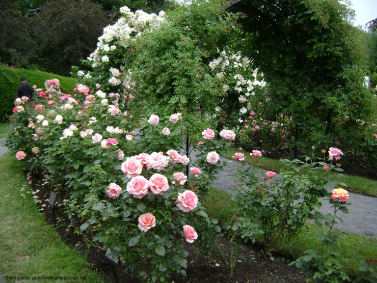 Rosen vermehren: Stecklinge & Absenker