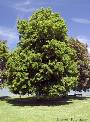 Sommerlinde (Tilia platyphyllos) Sommerlinde (Tilia platyphyllos)